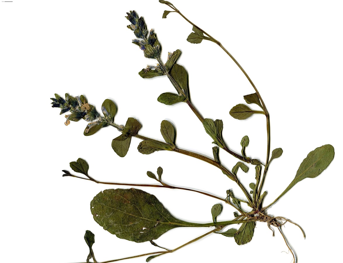 Ajuga reptans (Lamiaceae)